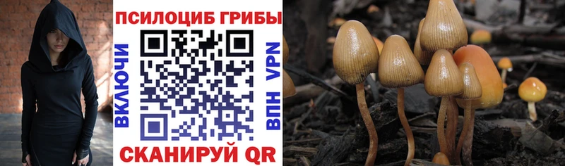 что такое наркотик  Рыбное  hydra ссылки  Галлюциногенные грибы Psilocybine cubensis 